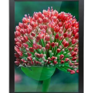 Framed A2 Fine Art Print - Portrait/Black Flowerhead