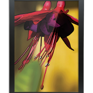 Framed A2 Fine Art Print - Portrait/Black Fuscha A2